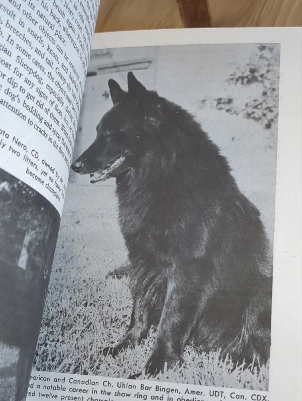 how to raise and train a belgian sheepdog Vintage 1964 Paperback 📖